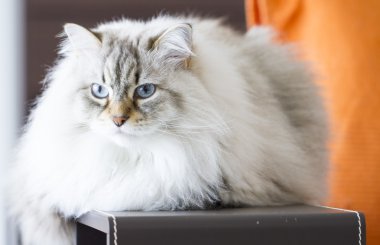 Siberian kedi, uzun saçlı kedi beyaz neva maskeli balo sürüm