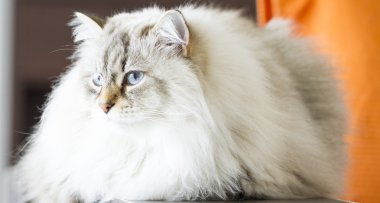 Siberian kedi, uzun saçlı kedi beyaz neva maskeli balo sürüm