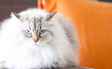 güzel uzun saçlı kedi, beyaz siberian kedi