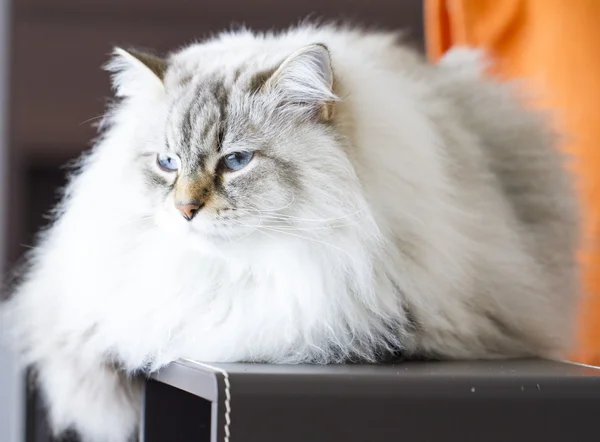 Beau chat aux cheveux longs, chat sibérien blanc — Photo