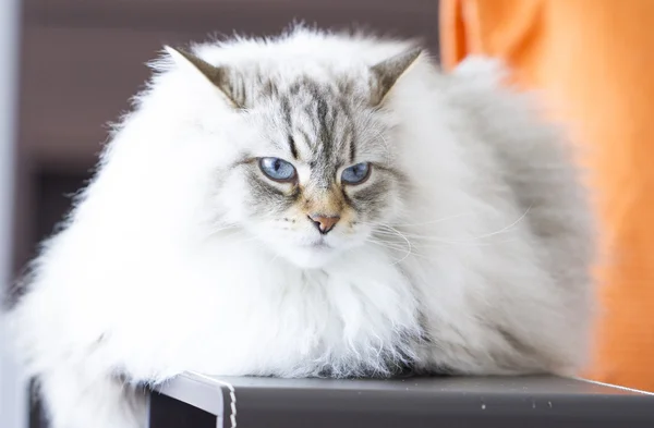 Kot syberyjski, długowłosy kotek biały neva masquerade wersja — Zdjęcie stockowe