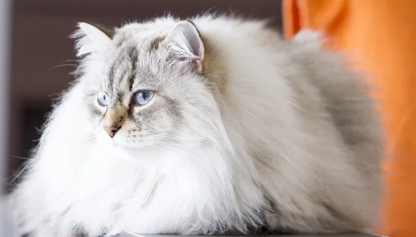 Beautiful long haired cat, white siberian cat — Stock Photo, Image