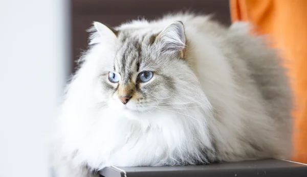 Kot syberyjski, długowłosy kotek biały neva masquerade wersja — Zdjęcie stockowe