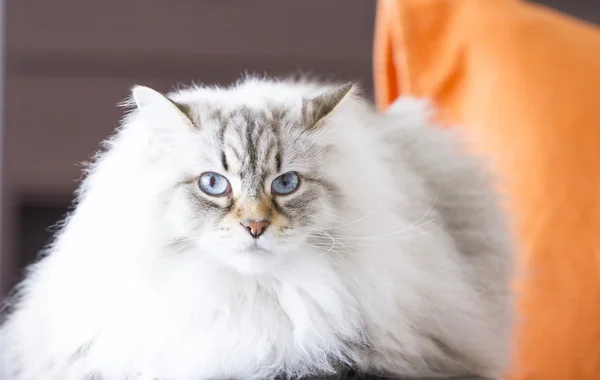 Belo gato de cabelos longos, gato siberiano branco — Fotografia de Stock