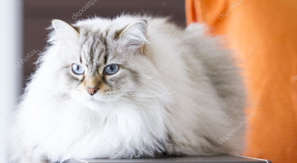 Beautiful long haired cat, white siberian cat — Stock Photo