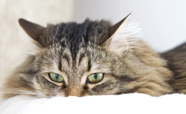 Bela fêmea gato, siberiano raça versão marrom — Fotografia de Stock