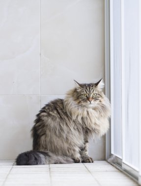 Sibirya cins bahçede kahverengi kedi