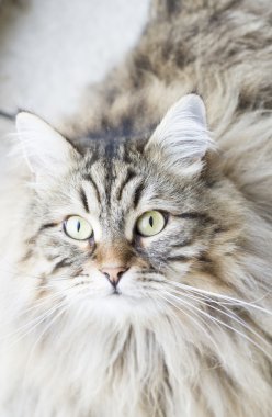 Sibirya cins bahçede kahverengi kedi