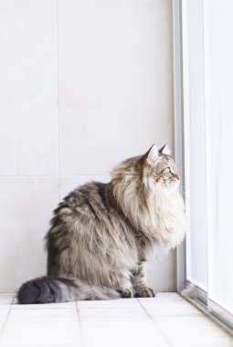 Bahçe, Sibirya doğurmak uzun saçlı güzel kedi