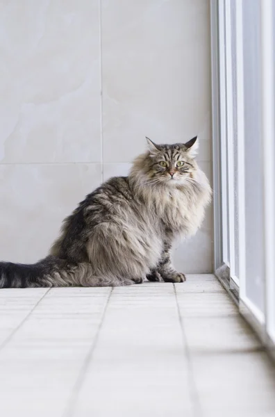 Коричневий кіт сибірської породи в саду — стокове фото