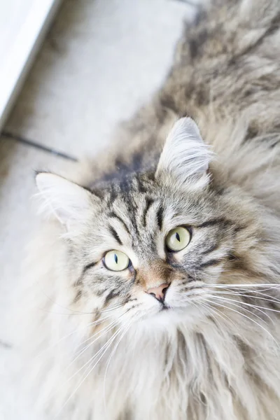 庭で繁殖するシベリアの茶色の猫 — ストック写真