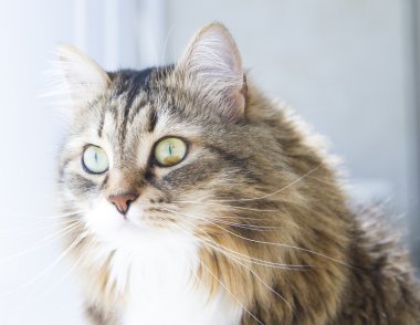 siberian kedi, erkek ile beyaz versiyonu kahverengi ön plan