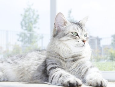 Sibirya doğurmak, kısa hai sürümü çok güzel dişi kedi, gümüş
