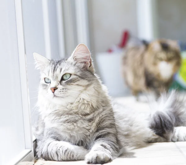 Piękny kot rasa kobiet srebrny syberyjski w ogrodzie — Zdjęcie stockowe