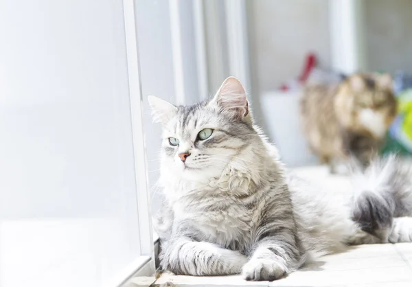 Красива кішка, жіноча срібна порода сибірської породи в саду — стокове фото