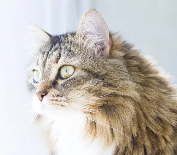 Előtérben a szibériai macska, női barna-fehér változat — Stock Fotó