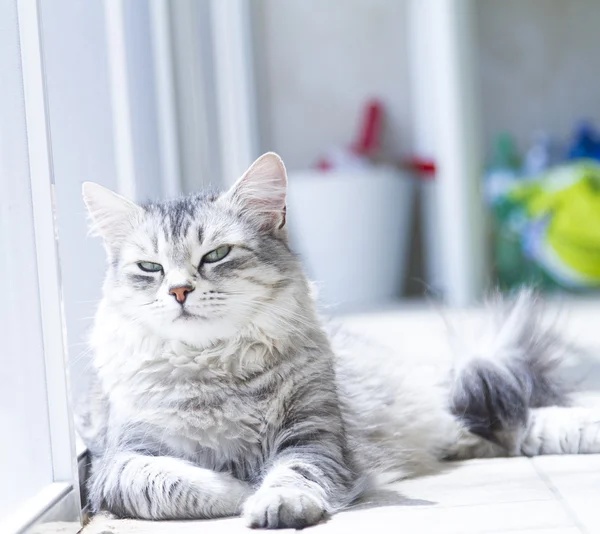 Beautiful cat, female silver siberian breed in the garden — Stock Photo, Image