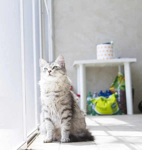 Piękny kot rasa kobiet srebrny syberyjski w ogrodzie — Zdjęcie stockowe