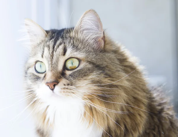 Premier plan du chat sibérien, brun femelle avec version blanche — Photo