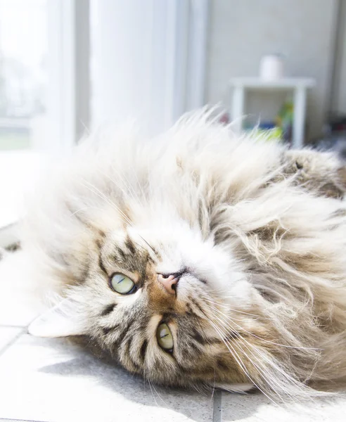 长发的西伯利亚品种的猫 — 图库照片