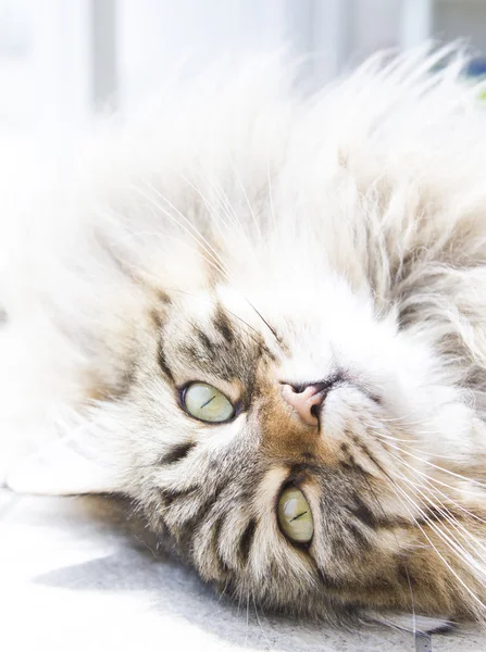 Long haired cat of siberian breed — Stock Photo, Image