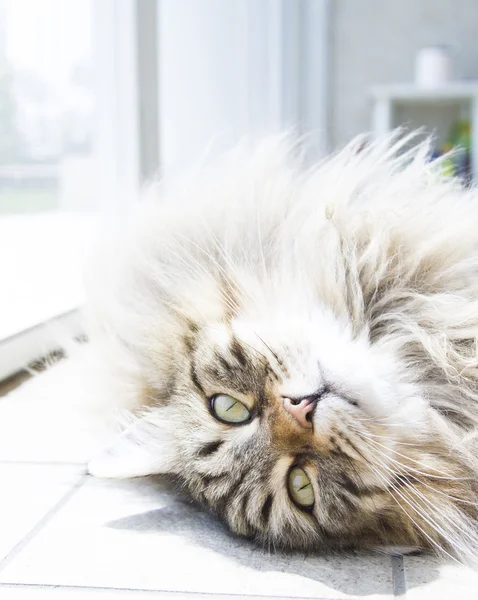 Chat à poils longs de race sibérienne — Photo