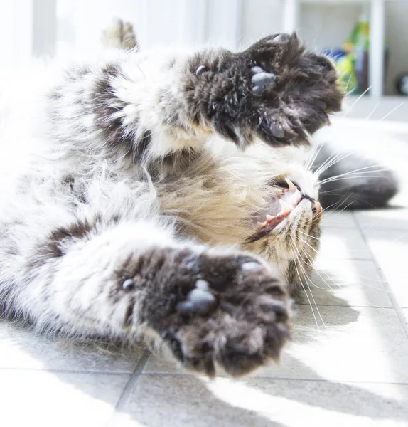 Langhaarige Katze sibirischer Rasse — Stockfoto