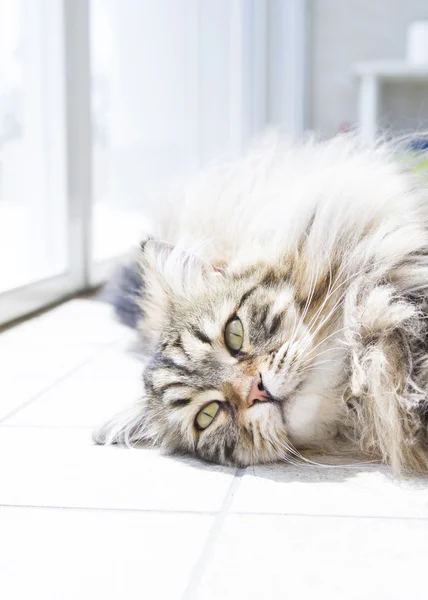 Gato de pelo largo de raza siberiana —  Fotos de Stock