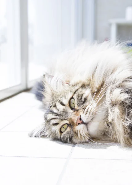 Chat à poils longs de race sibérienne — Photo