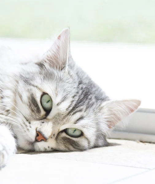 Mooie kat, vrouwelijke zilveren Siberische ras op het venster — Stockfoto