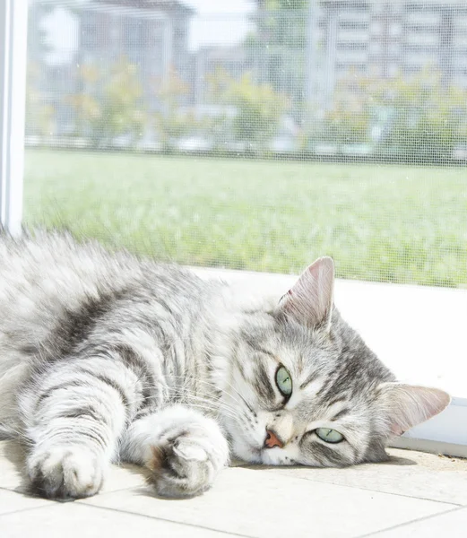 Adorable gato hembra, versión plateada de raza siberiana, hai corto — Foto de Stock