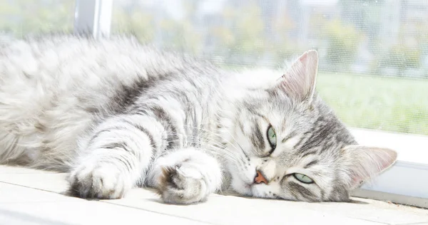 Adorável gato fêmea, versão prateada da raça siberiana, hai curto — Fotografia de Stock