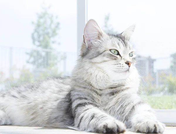 Чарівна кішка-жінка, срібна версія породи-сибірки, коротке волосся — стокове фото