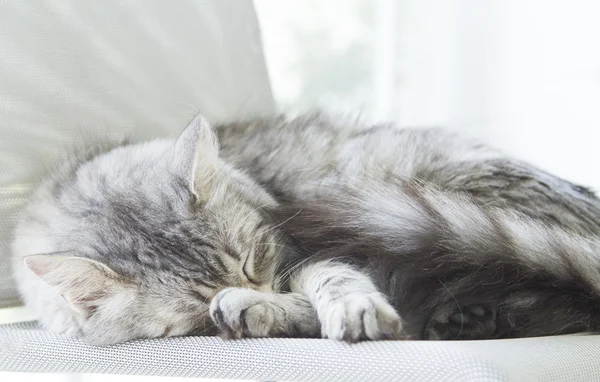 Ezüst cica, alszik a széken — Stock Fotó