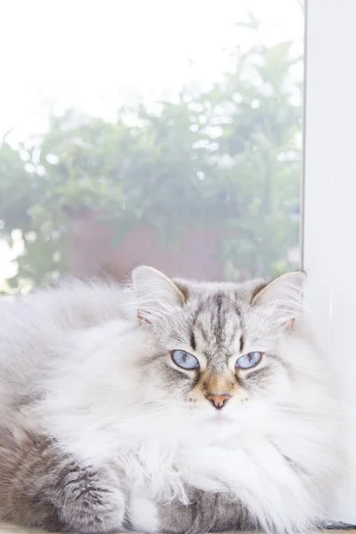 Biały kot, długie włosy, rasy syberyjski — Zdjęcie stockowe