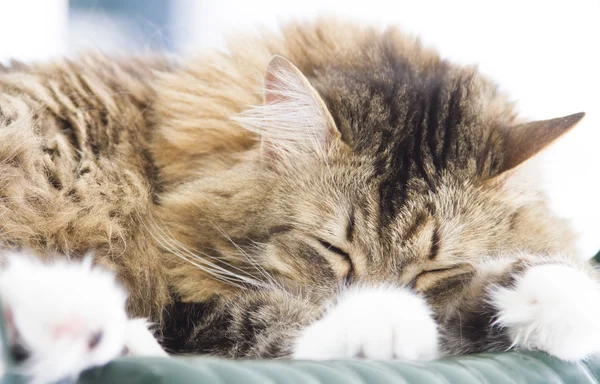 Tenero gattino che dorme sulla sedia, marrone sotterraneo bianco — Foto Stock