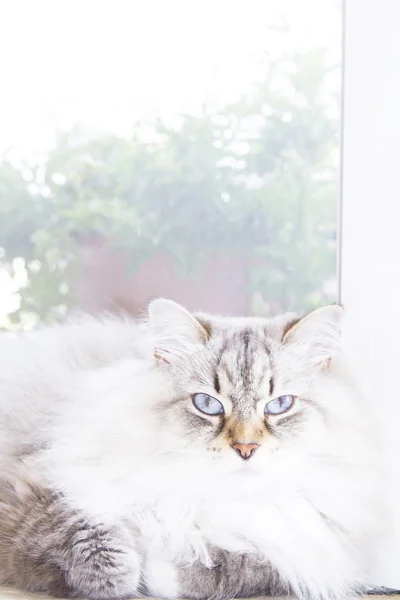 Witte, langharige, Siberische kattenras — Stockfoto