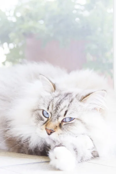 Chat blanc, cheveux longs, race sibérienne — Photo