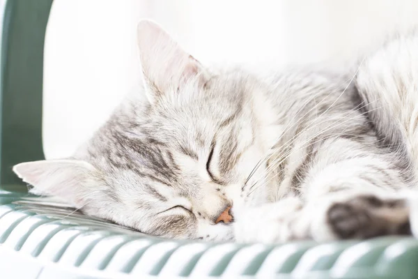 Schattige kat, zilveren kleur, slapen op de tuinstoel — Stockfoto