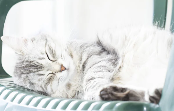 Kot, srebrny kolor, spanie na krzesło ogrodowe — Zdjęcie stockowe
