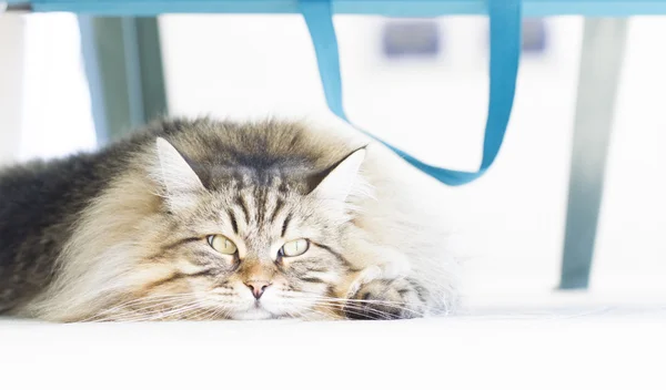 Długowłosy kot pod Krzesło plażowe — Zdjęcie stockowe
