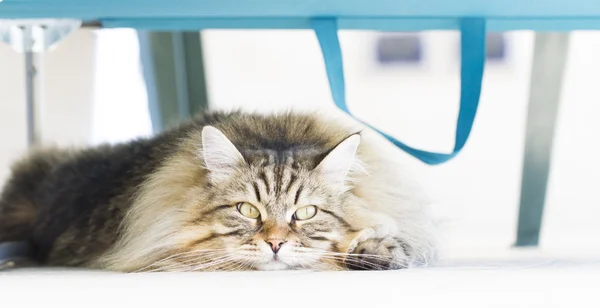 Kot pod Krzesło plażowe — Zdjęcie stockowe
