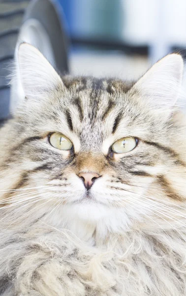 Pierwszym planie męski kot syberyjski — Zdjęcie stockowe