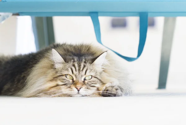 Ładny kot pod Krzesło plażowe — Zdjęcie stockowe