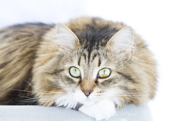 Chaton brun aux lèvres blanches et léchantes — Photo