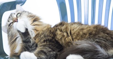 Temizlik için kedi yalama pençe