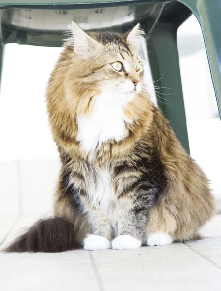 Brown kitten with white — Stock Photo, Image