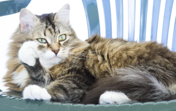 Лапа лизания кота, гарненька кошеня довге волосся — стокове фото