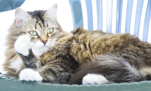 Kedi yalama pençe, güzel kedi uzun saçlı