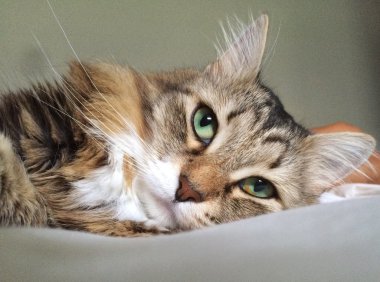 Beyaz Sibirya doğurmak ile kahverengi kedi